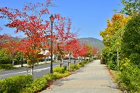 秋色に染まる芦屋写真3