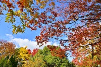 秋色に染まる芦屋写真6