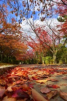 秋色に染まる芦屋写真10